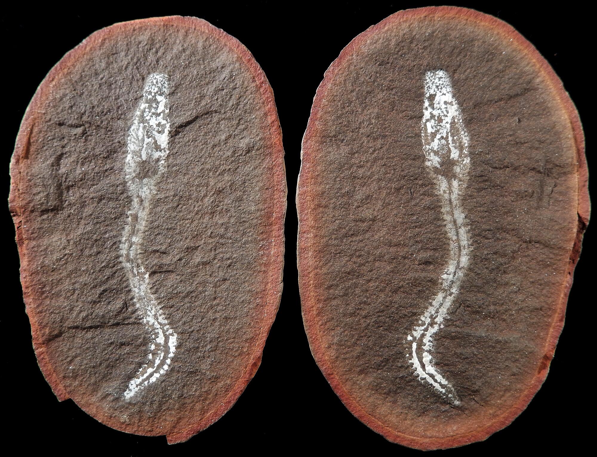 Mazon Monday #56: Didontogaster cordylina