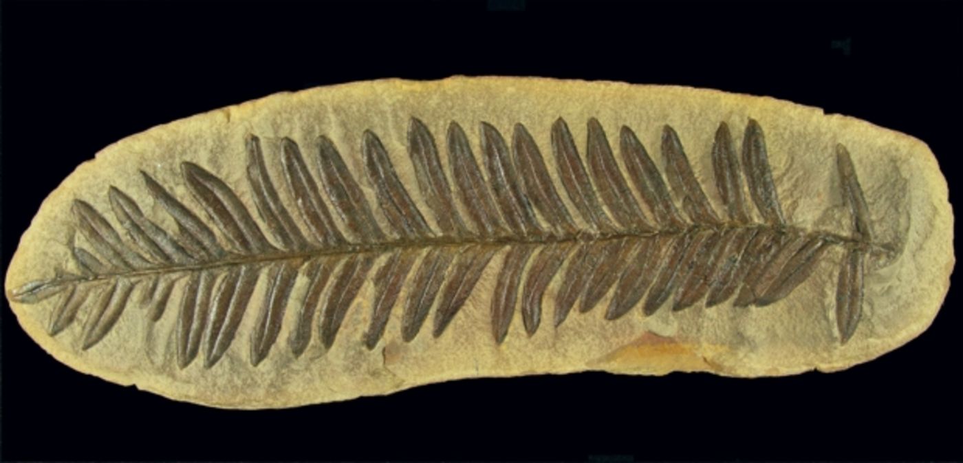 Mazon Monday #57: Alethopteris serlii