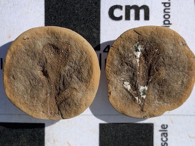 Fossil Friday #53: Kankakeea grundyi