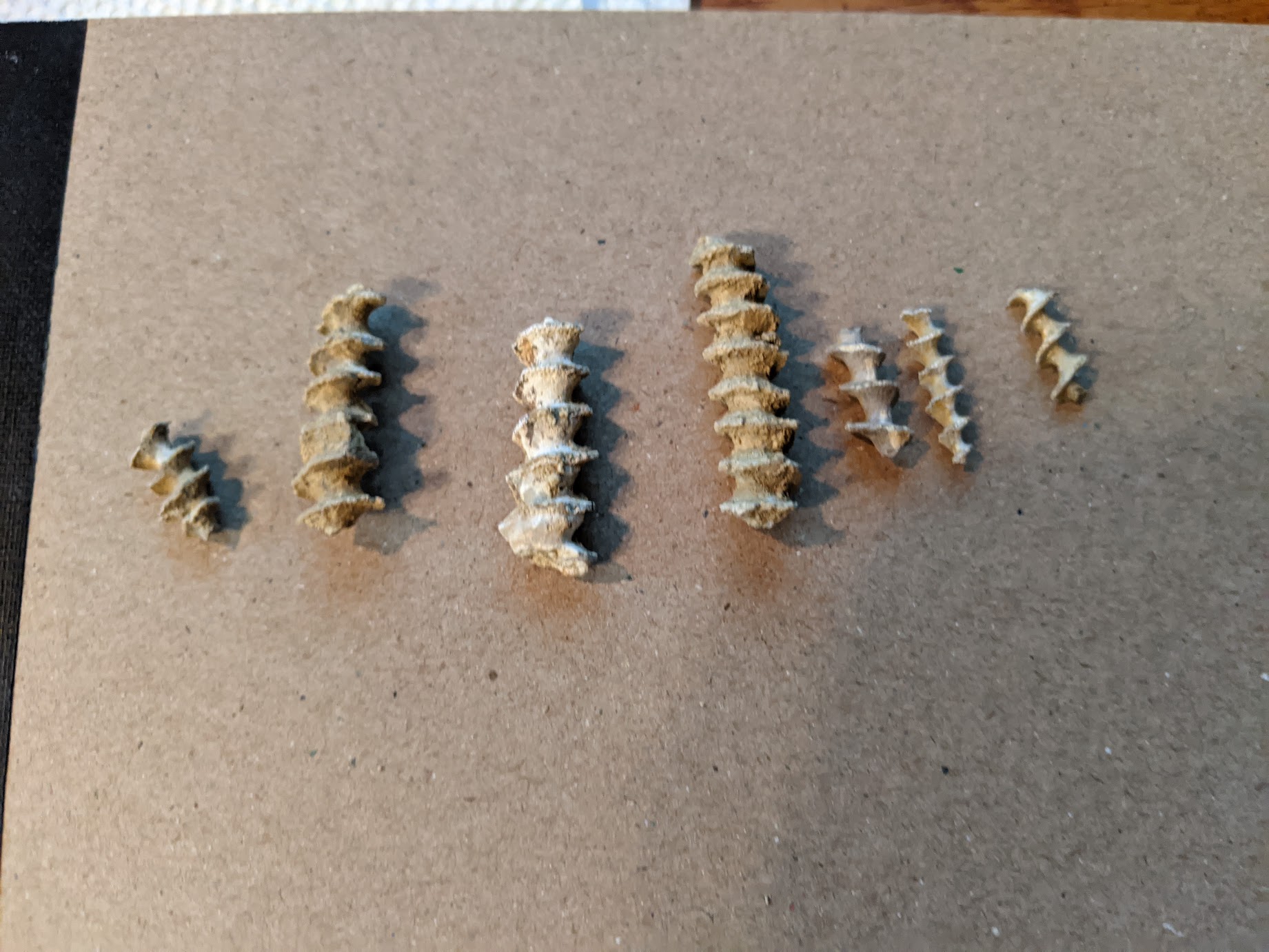 Fossil Friday #54: Assortment of Mississippian Fossils – Anna, IL