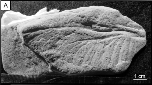 300-million-year-old dragonfly wing among several significant pandemic fossil findsseum