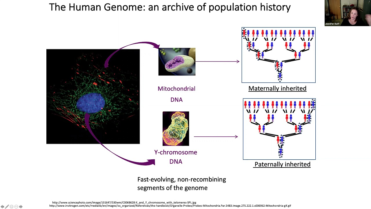 Video: ESCONI December 2020 General Meeting – “What Genetics Tells Us About the Peopling of the Americas”