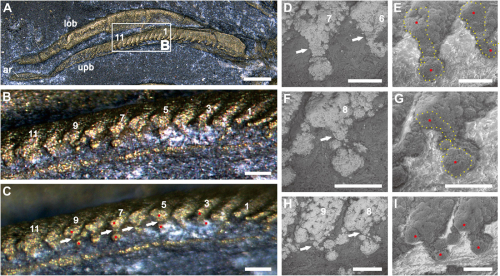Trilobite Tuesday #34: 450-million-year-old sea creatures had a leg up on breathing