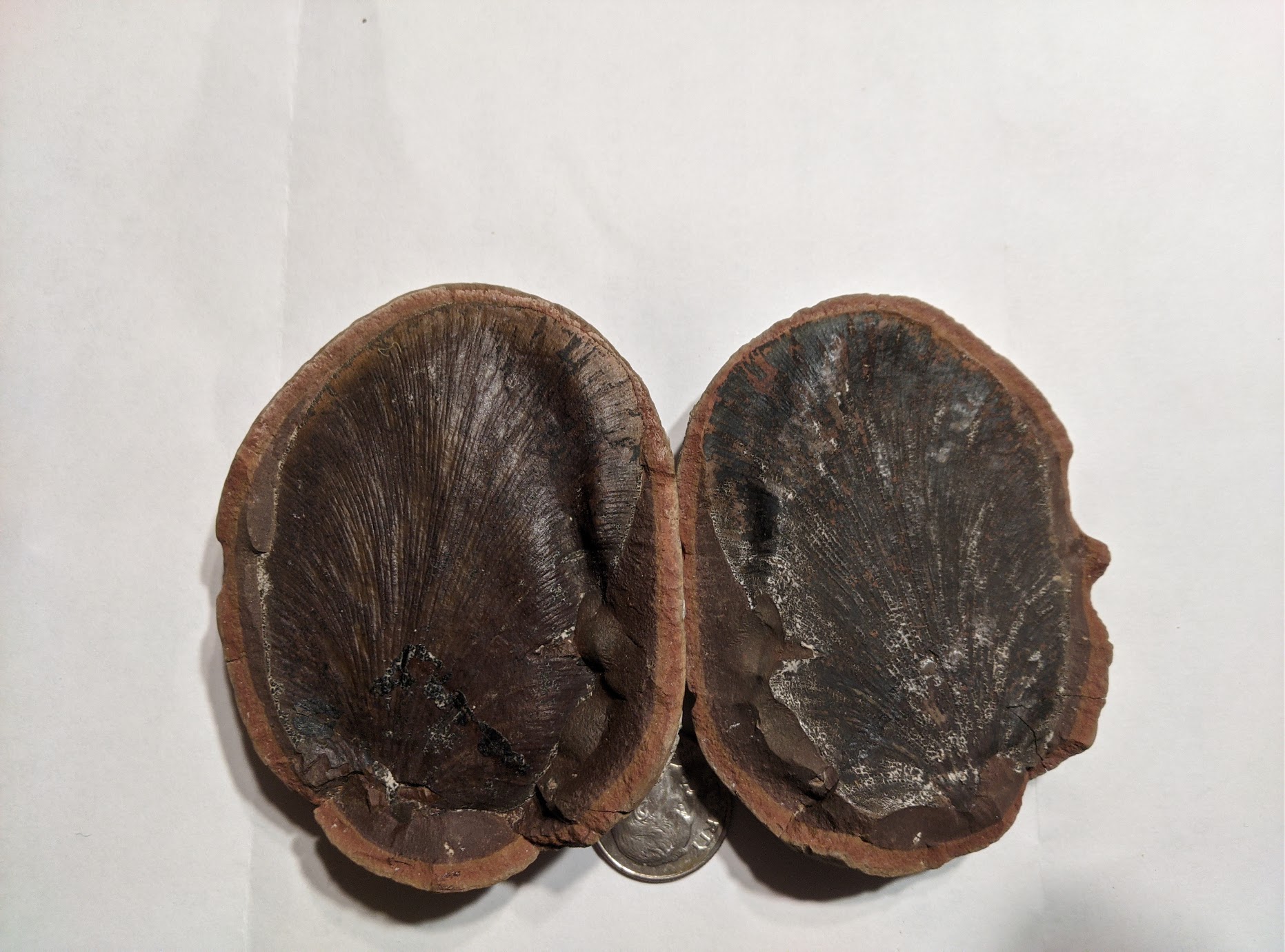 Fossil Friday #55: Cyclopteris trichomanoides