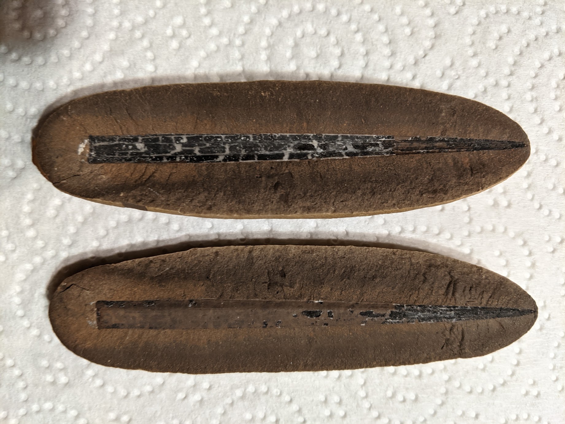 Fossil Friday #57: Cyperites bicarinatus