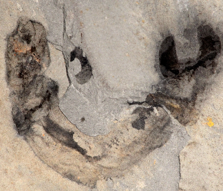 ESCONI May 2021 General Meeting – May 14th, 2021 at 8:00 PM via Zoom – “Enigmatic worms from the Burgess Shale reveal a novel symbiosis”