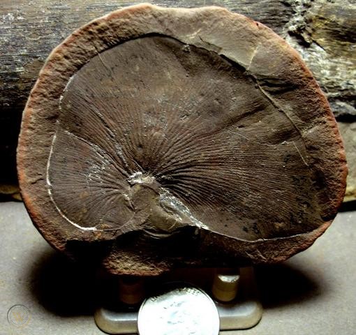 Mazon Monday #59: Cyclopteris orbicularis