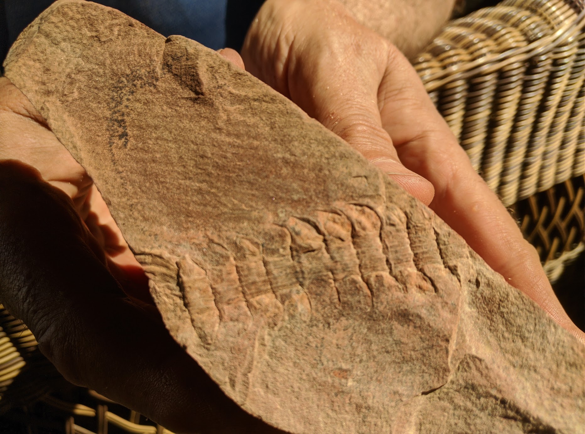 Fossil Friday #61: Calamostachys sp. from the Danville Spoil Pile