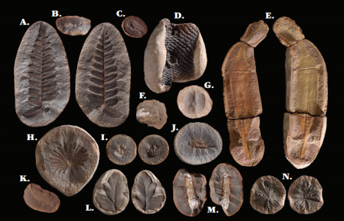ESCONI June 2021 Paleontology Meeting – June 19th, 2021 at 7:30 PM via Zoom – “Collecting Mazon Creek Fossils”