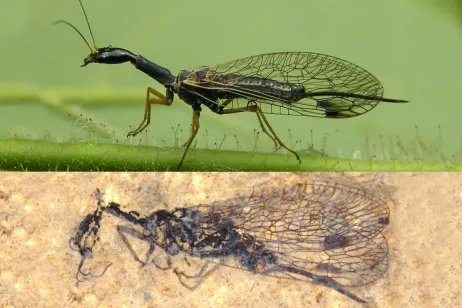 Fossil discovery deepens snakefly mystery
