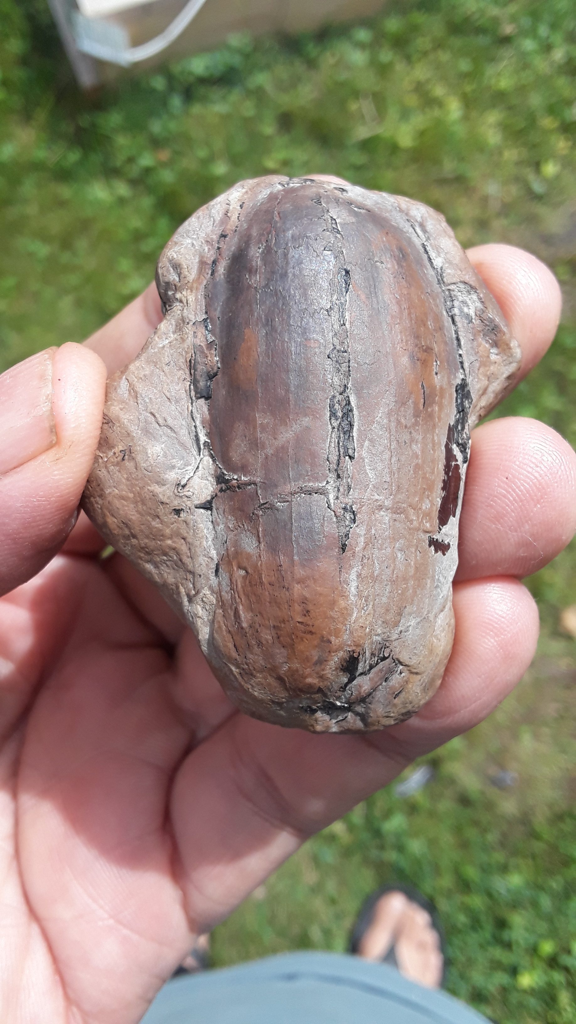 Mazon Monday #67: Trigonocarpus sp.