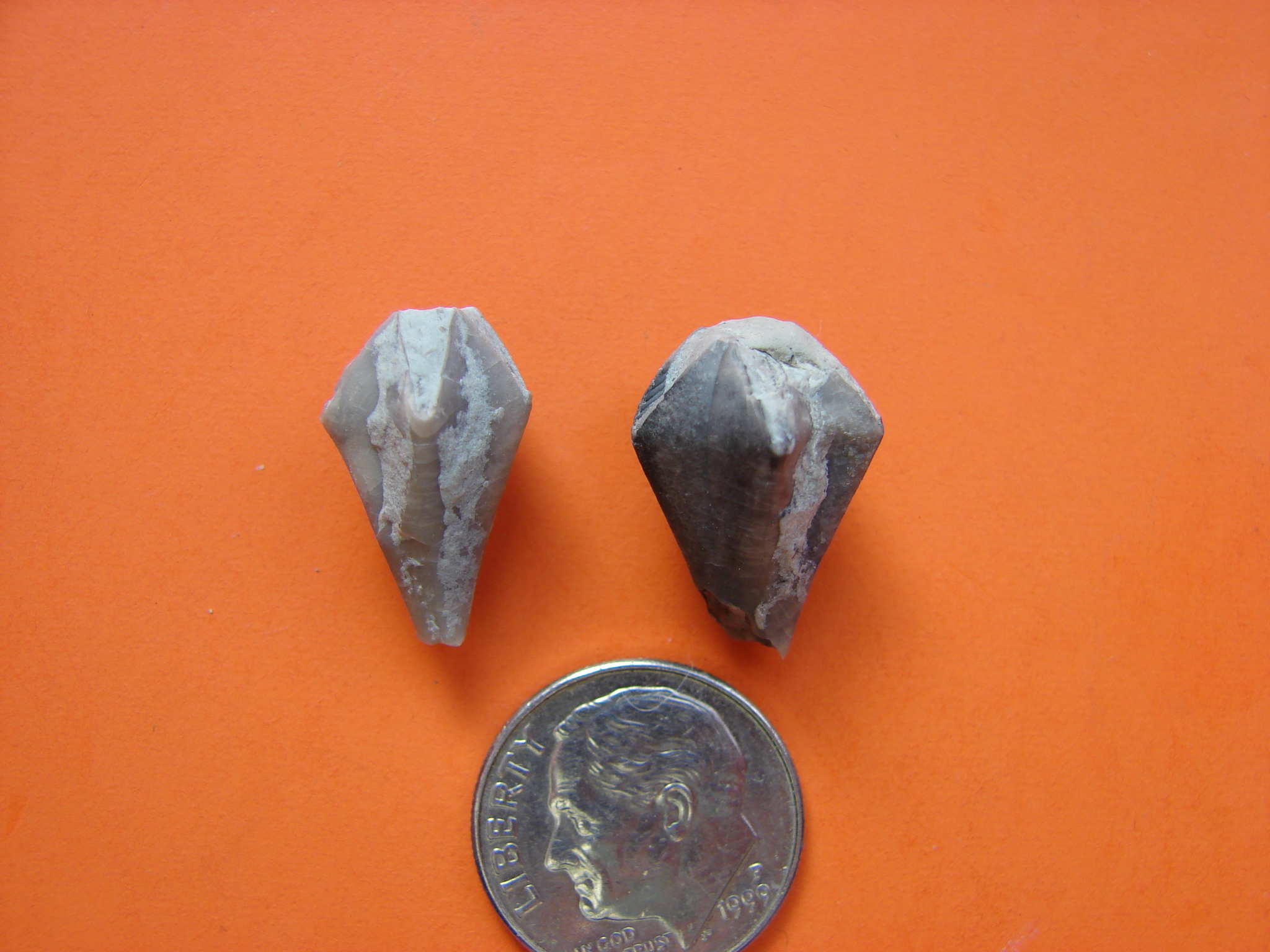 Fossil Friday #65: Waldron Shale Echinoderms