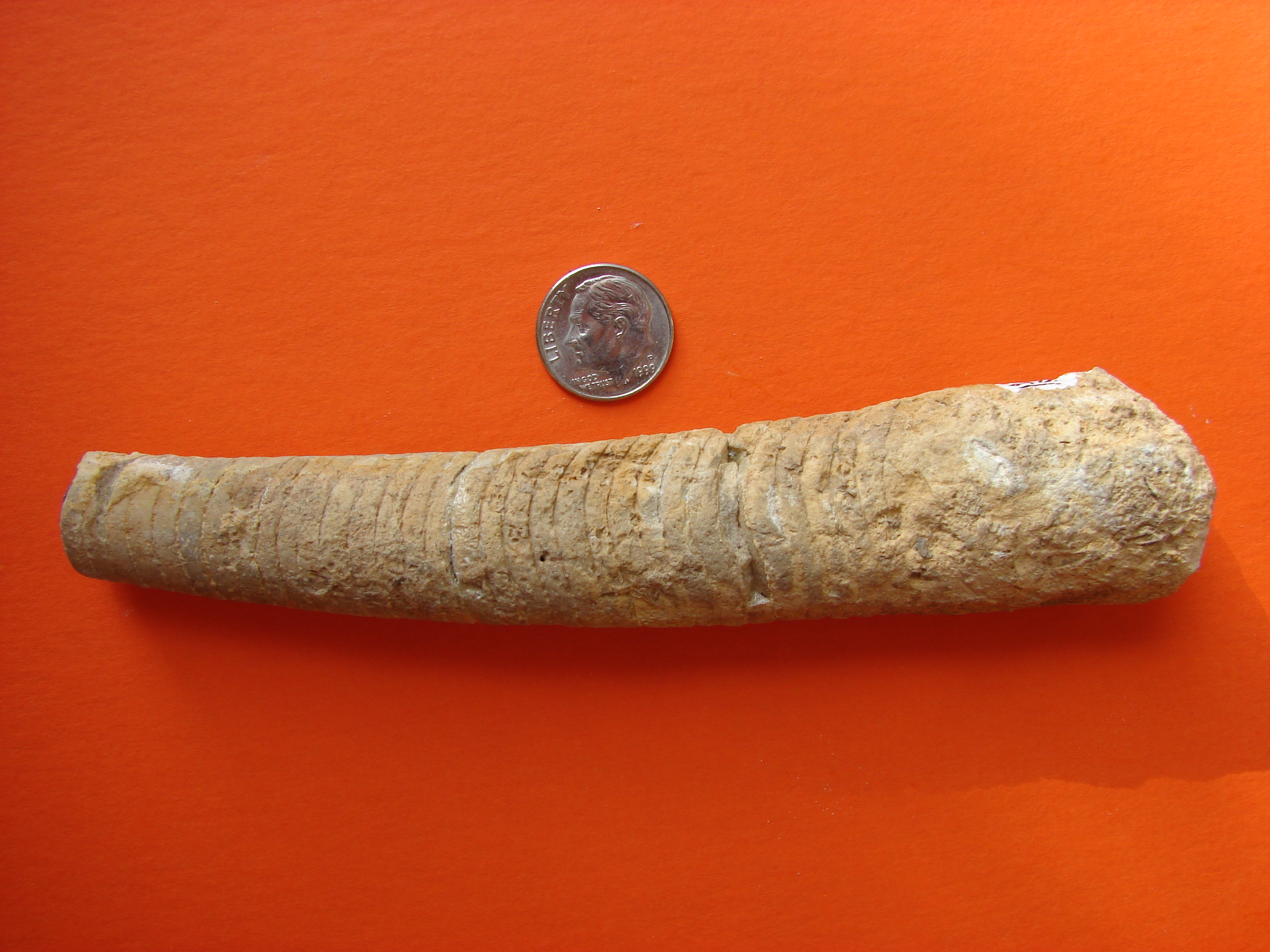 Fossil Friday #66: Galena Cephalopods