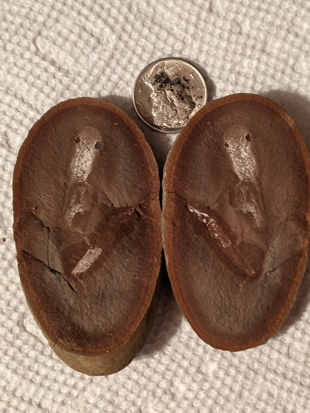 Fossil Friday #67: Esconichthys apopyris