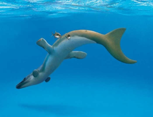 Lauer Foundation: The integument of pelagic crocodylomorphs