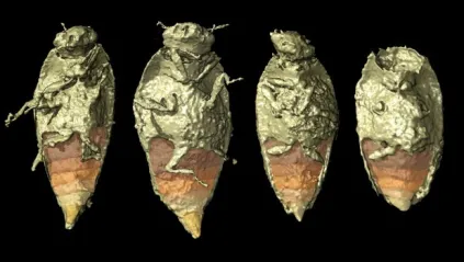 Palaeocast Episode 127: Coprolite Inclusions