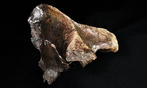 Help Choose Minnesota’s State Fossil