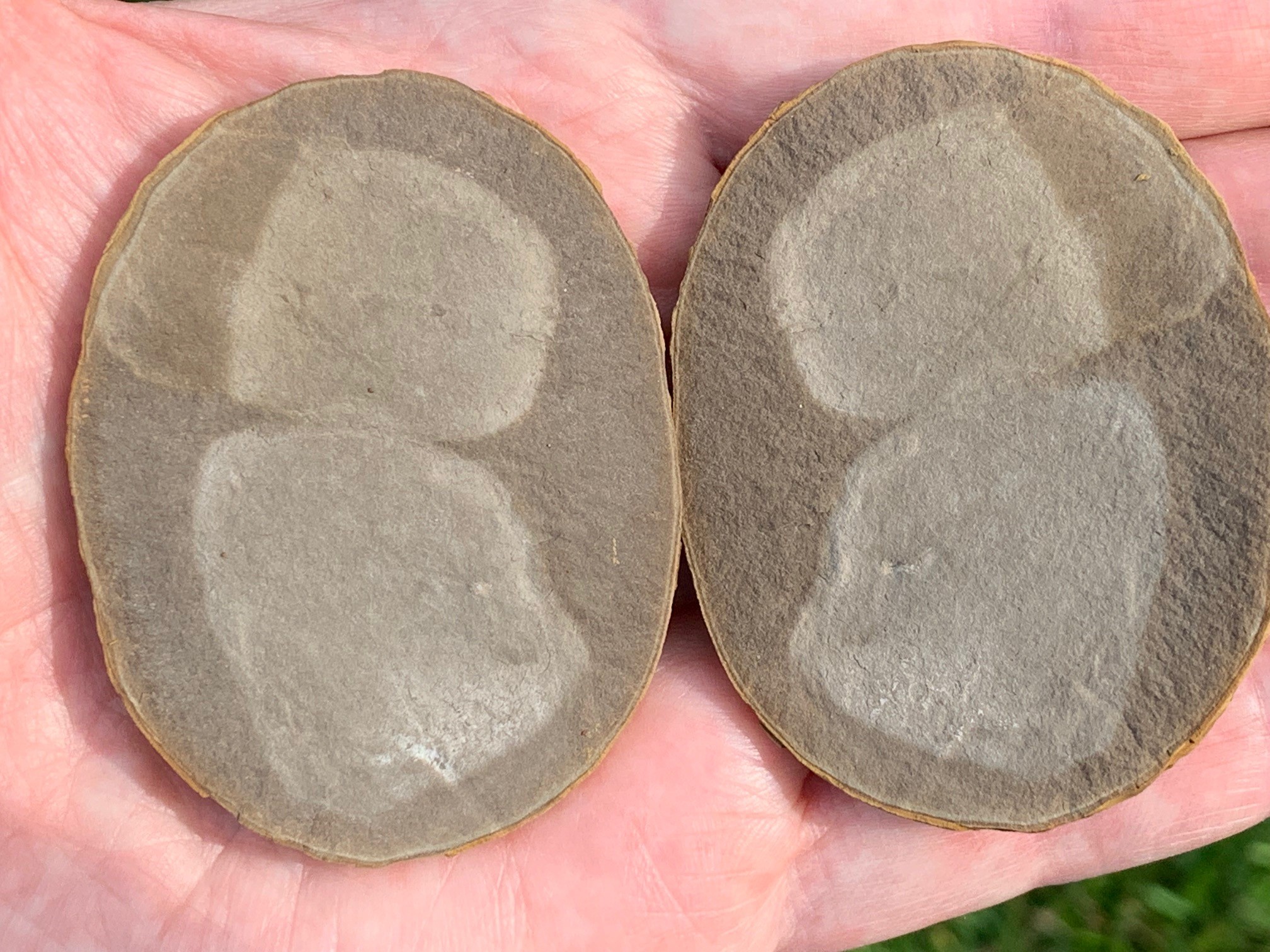 Fossil Friday #68: Multi Essexella asherae