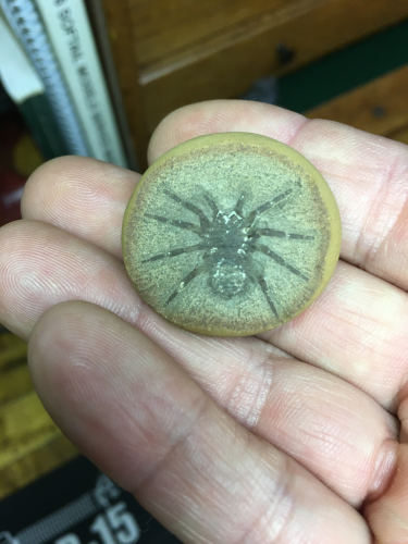 Mazon Monday #75: Arthrolycosa danielsi