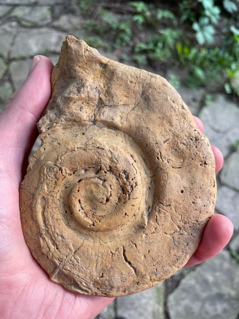 Fossil Friday #72: Galena Fossils