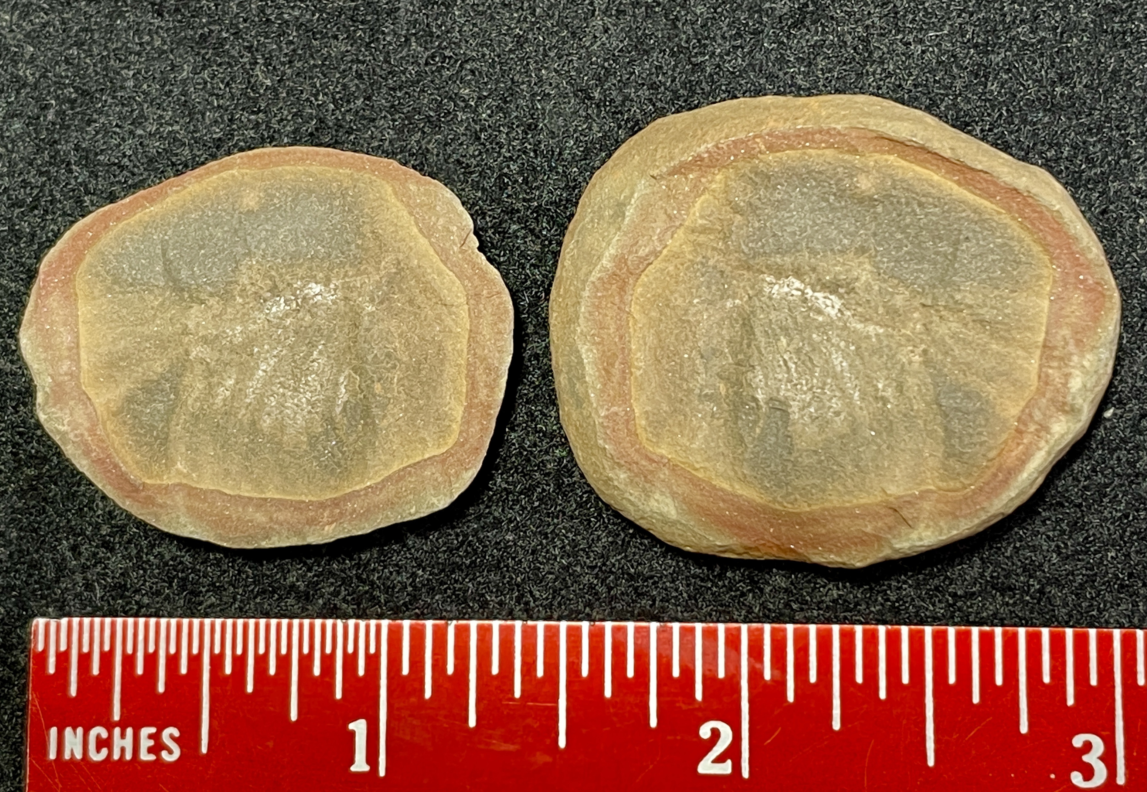 Fossil Friday #74: Belotelson magister