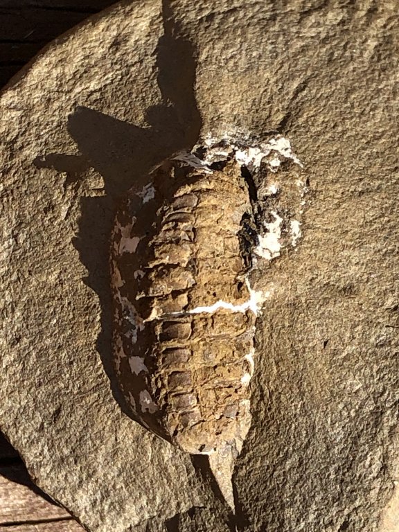 Mazon Monday #78: Amynilyspes wortheni