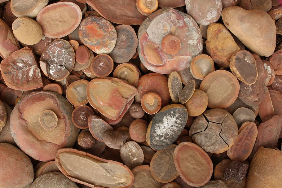 Mazon Monday #126: Relative Abundance of Different Mazon Creek Organisms