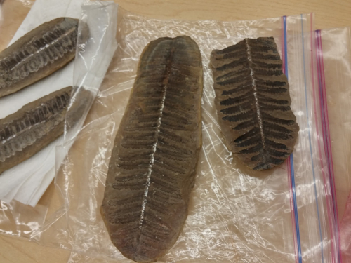 Reminder: ESCONI September 2021 Paleontology Meeting – September 18th, 2021 at 7:30 PM – “Show and Tell”