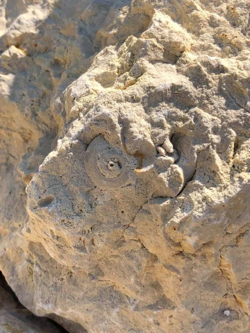 ESCONI Field Trip to a Rockford Quarry Saturday, October 2, 2021, 9:00 AM – 12:00 PM