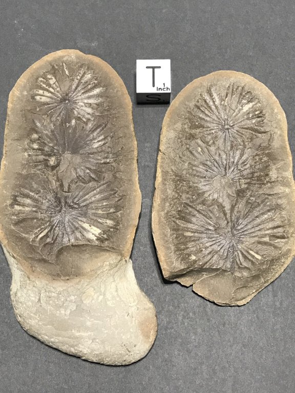 Fossil Friday #79: Triple Annularia and Macroneuropteris