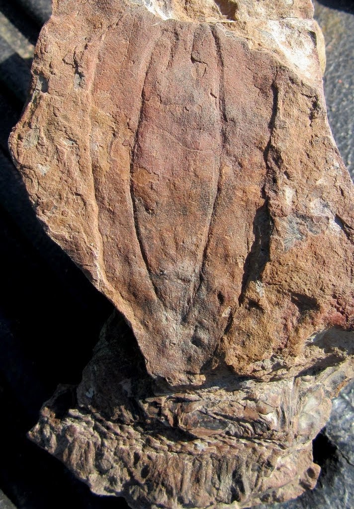 Fossil Friday #78: A Double Mazon Creek Fossil