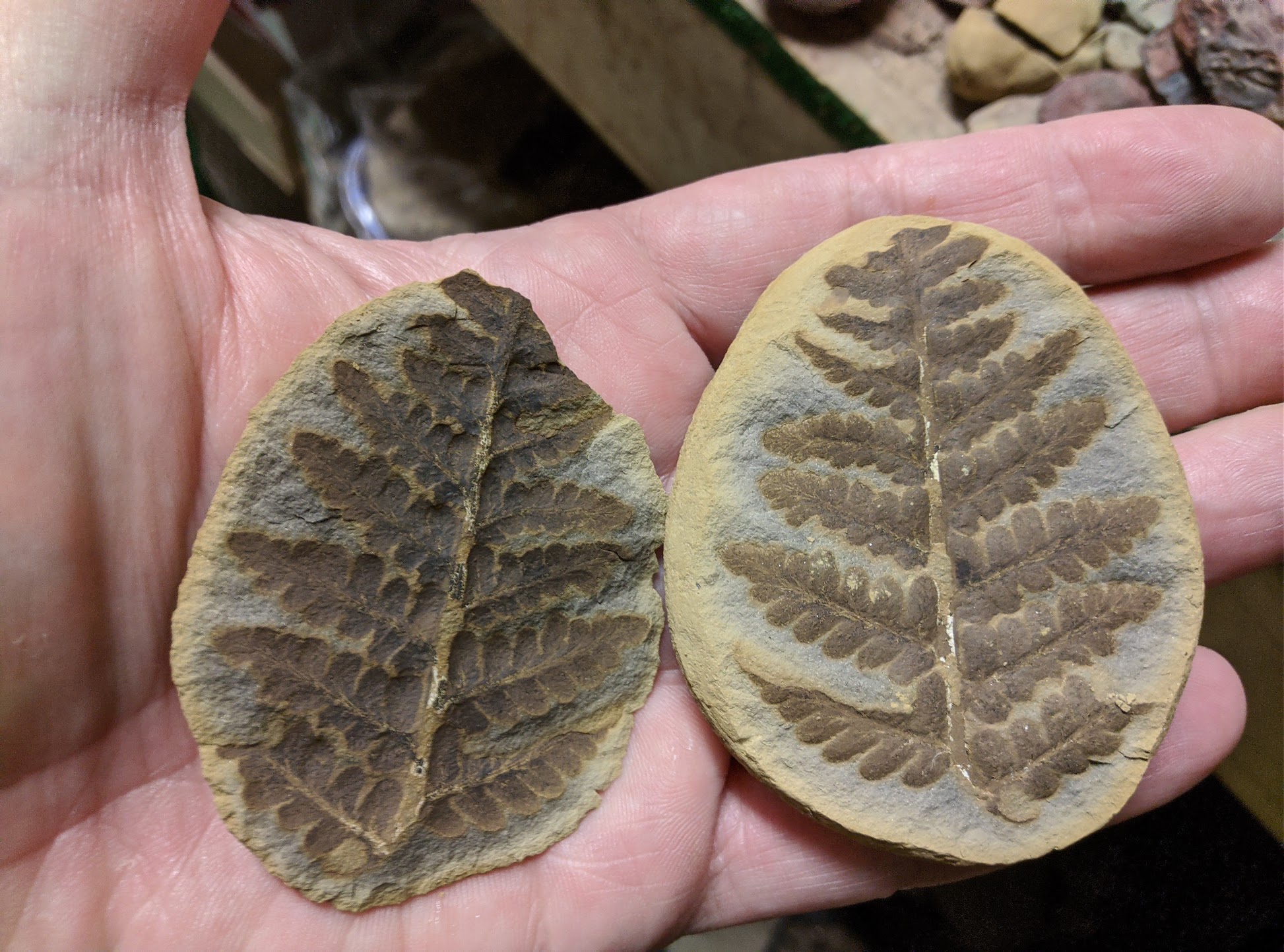 Fossil Friday #77: Laveiniopteris rarinervis from Mazon Creek