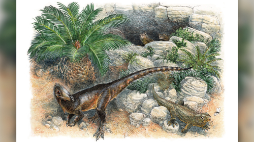 Newfound ‘chief dragon’ dinosaur species was actually the size of a chicken