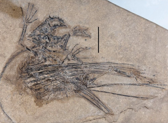 The Oldest Airborne Vertebrate Animal Was a Reptile With ‘Weird’ Wings