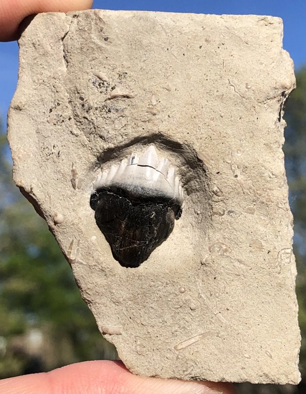 Fossil Friday #76: Pennsylvanian Shark Tooth