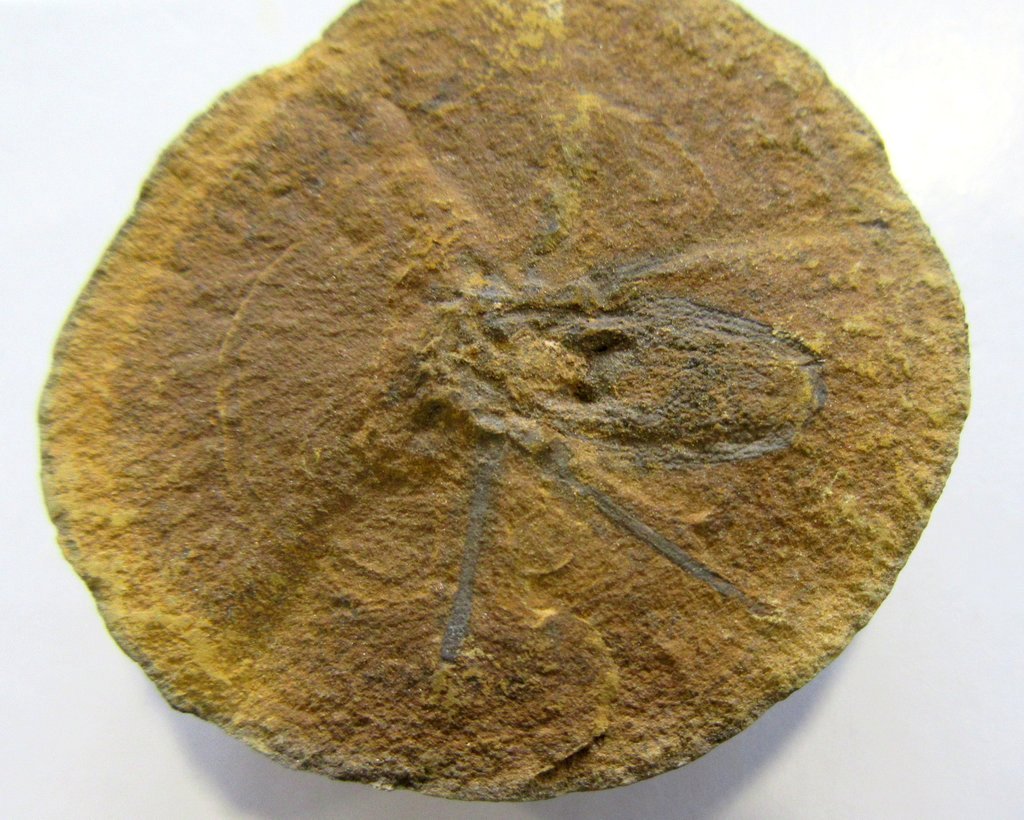 Fossil Friday #84: Spider from Knob Noster