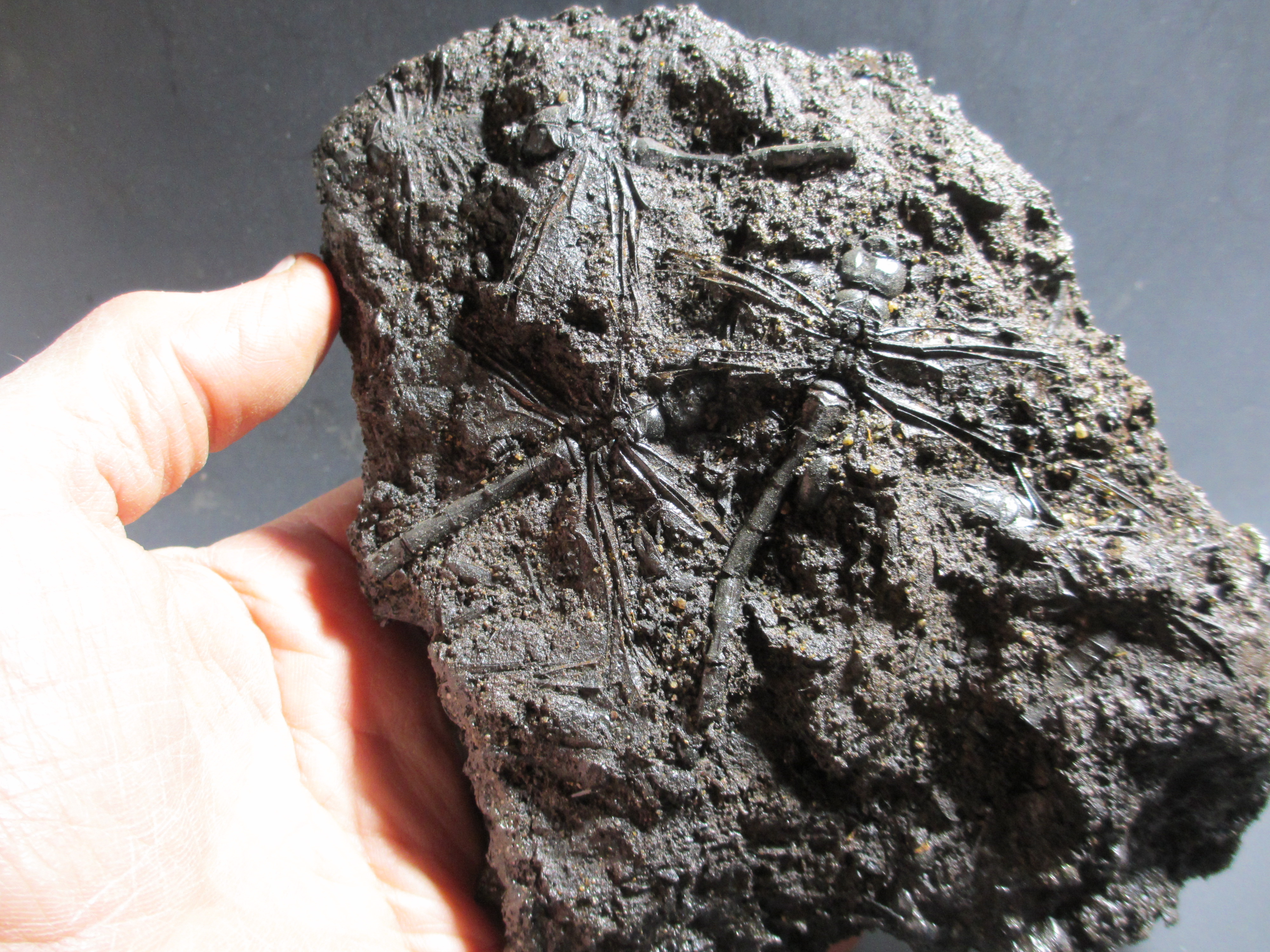 Fossil Friday #83: Tar Pit Fossils