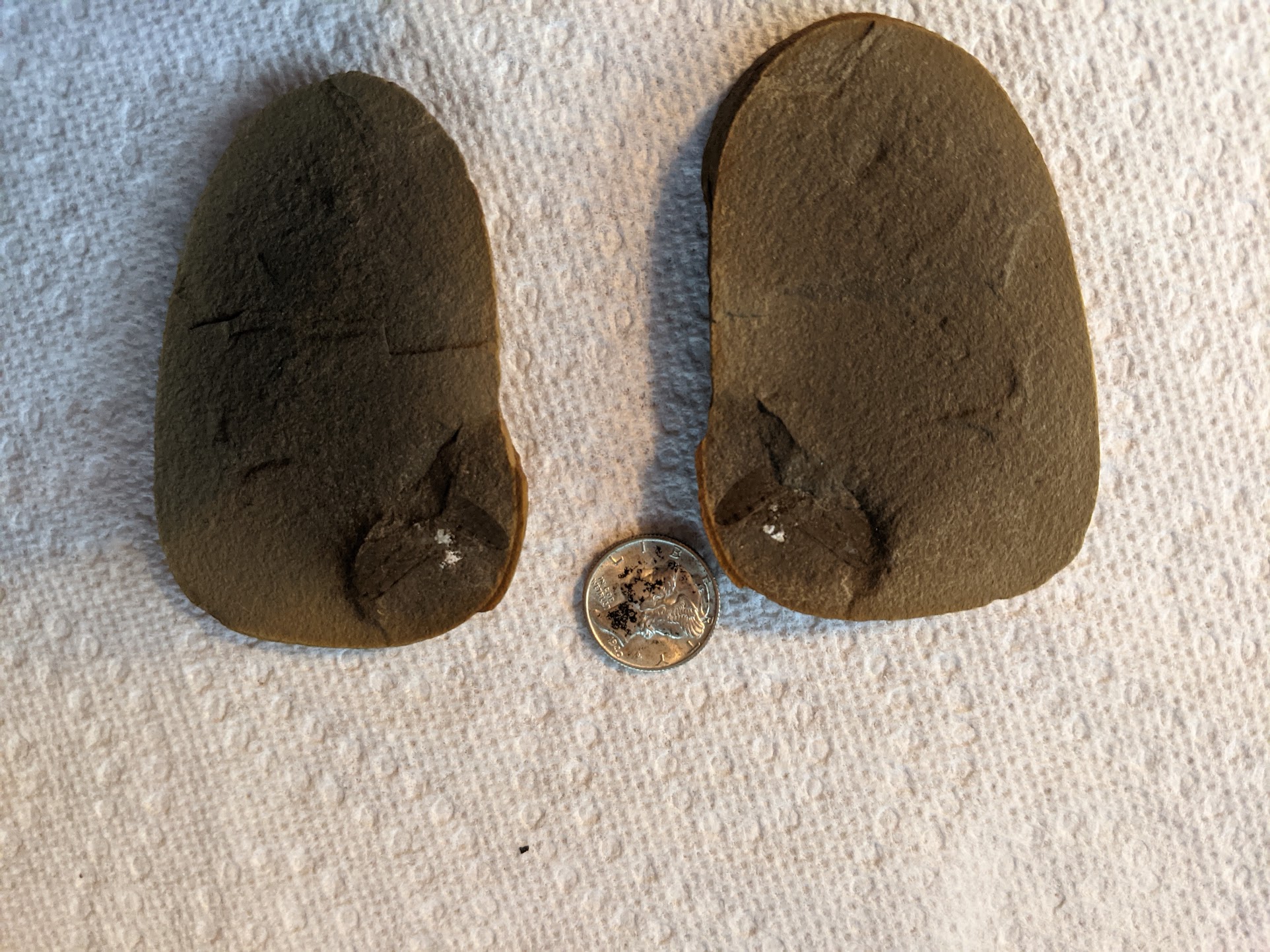 Fossil Friday #82: Eubleptus danielsi