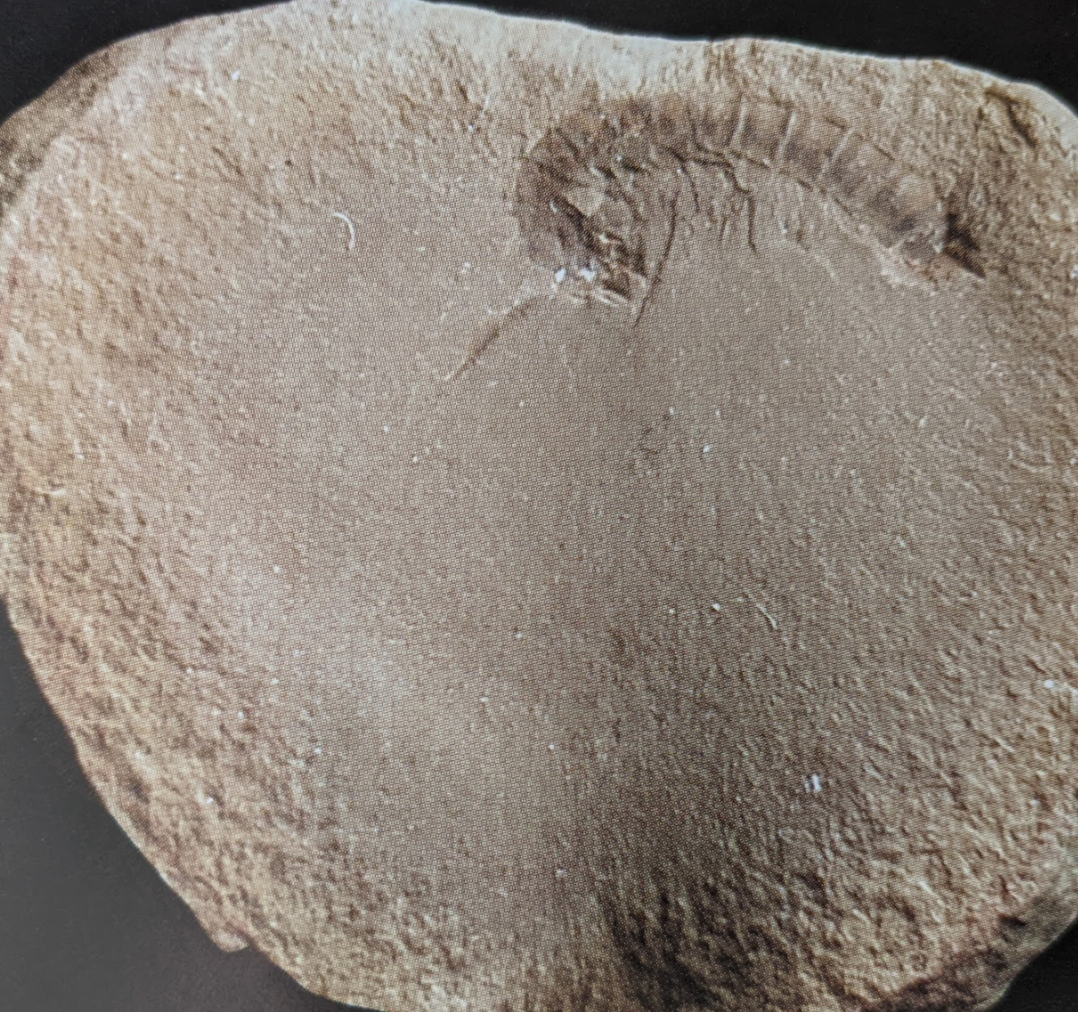 Mazon Monday #88: Hesserella shermani