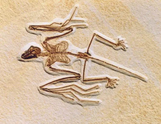 Palaeocast Episode 130: Bats