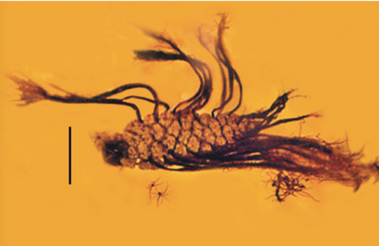 Nature: Ancient Pine Cone Trapped in Amber Shows a Super-Rare Form of Plant ‘Parenting’