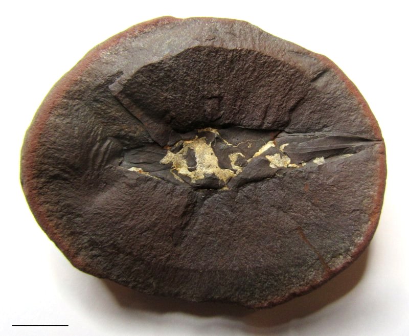 Fossil Friday #86: Mazon Creek Shark Egg Case