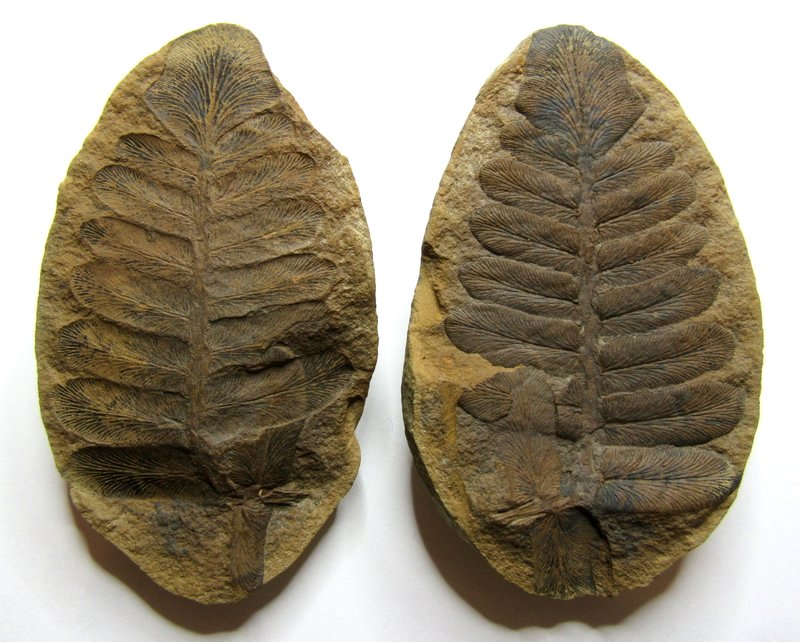 Fossil Friday #87: Neuropteris vermicularis from Knob Noster
