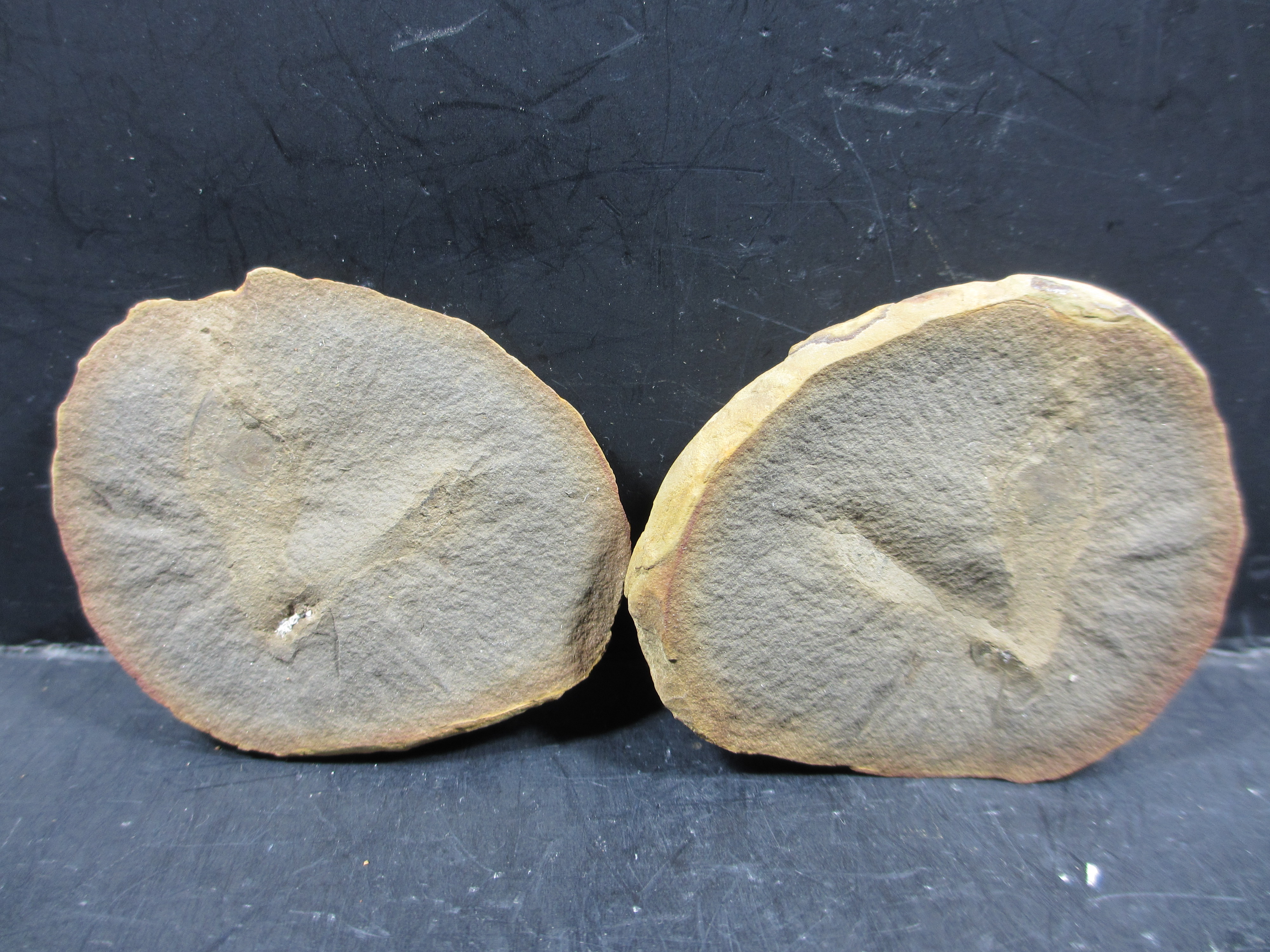 Mazon Monday #92: Illilepas damrowi