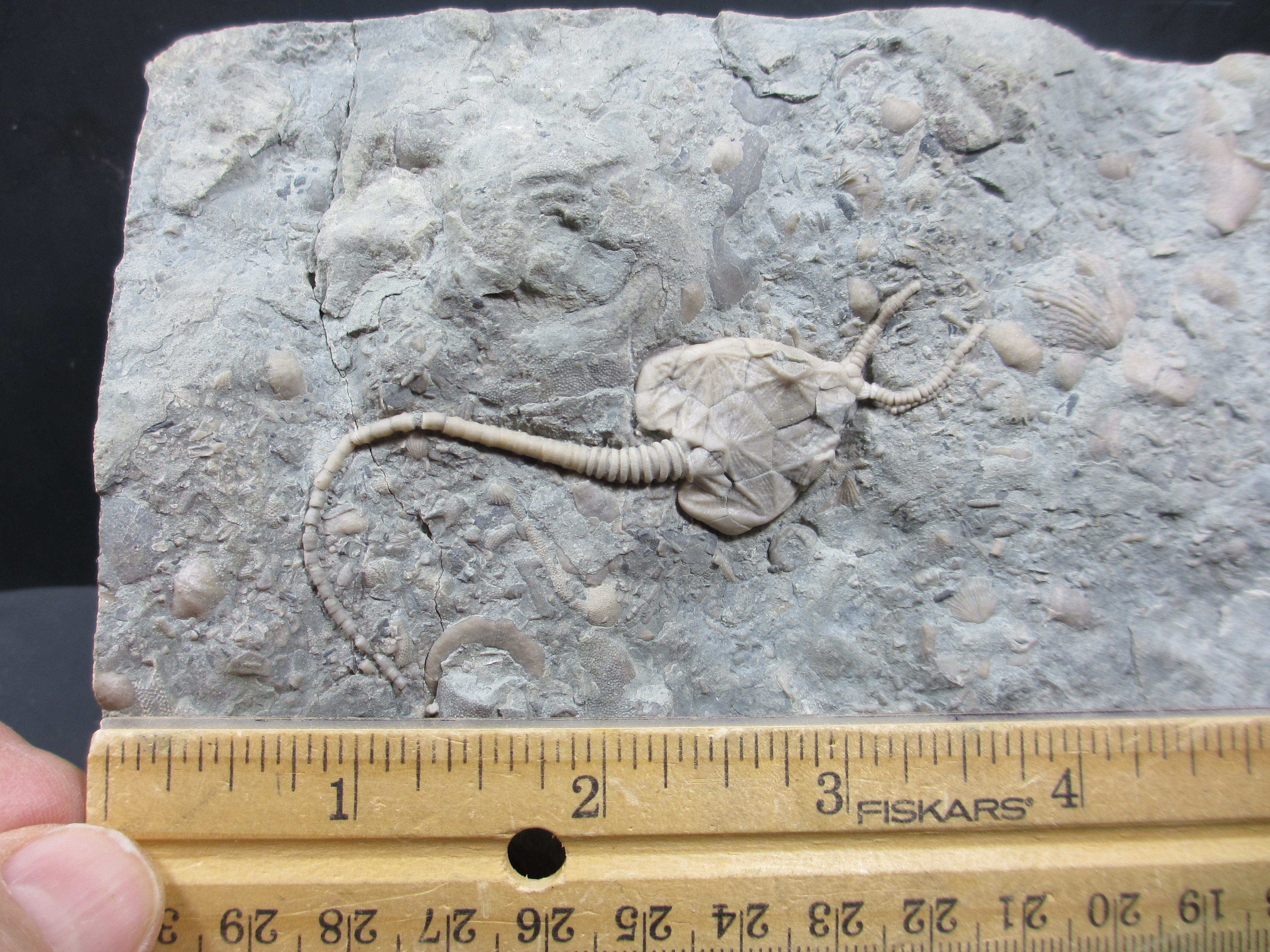 Fossil Friday #89: Green Bay Cystoid
