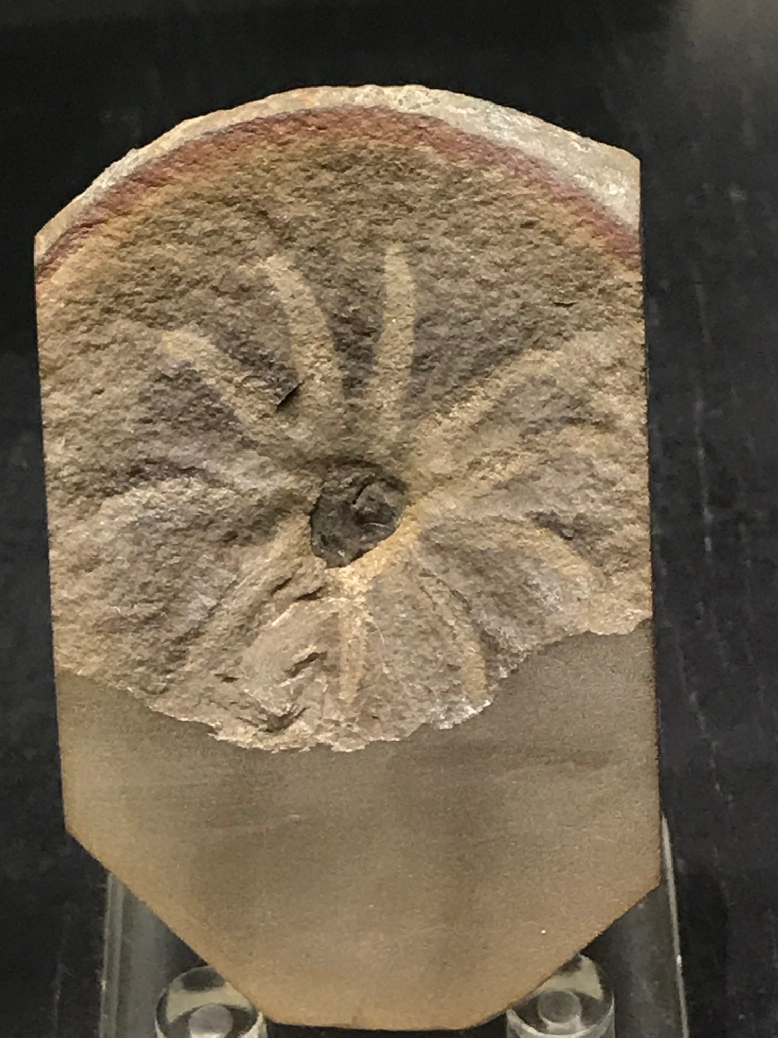 Mazon Monday #89: Jeletzkya douglassae