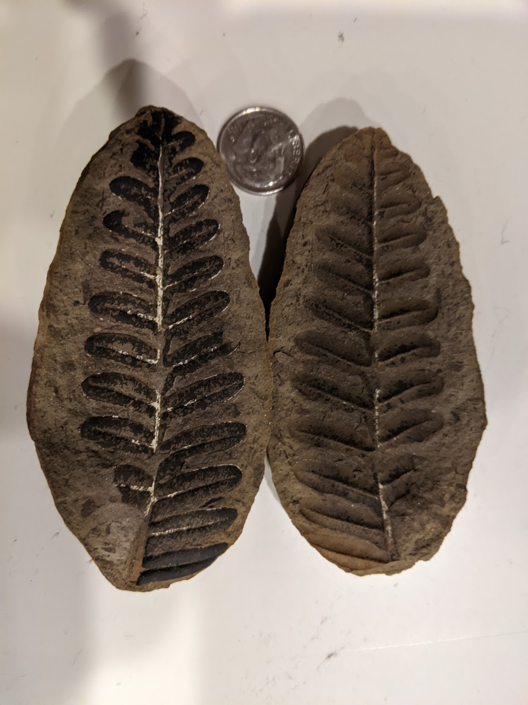 Fossil Friday #85: Callipteridium neuropteroides From Danville Spoil Pile