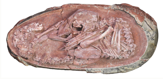 Breathtaking Fossil of Baby Dinosaur Tucked in Its Egg Yields New Evolutionary Clues
