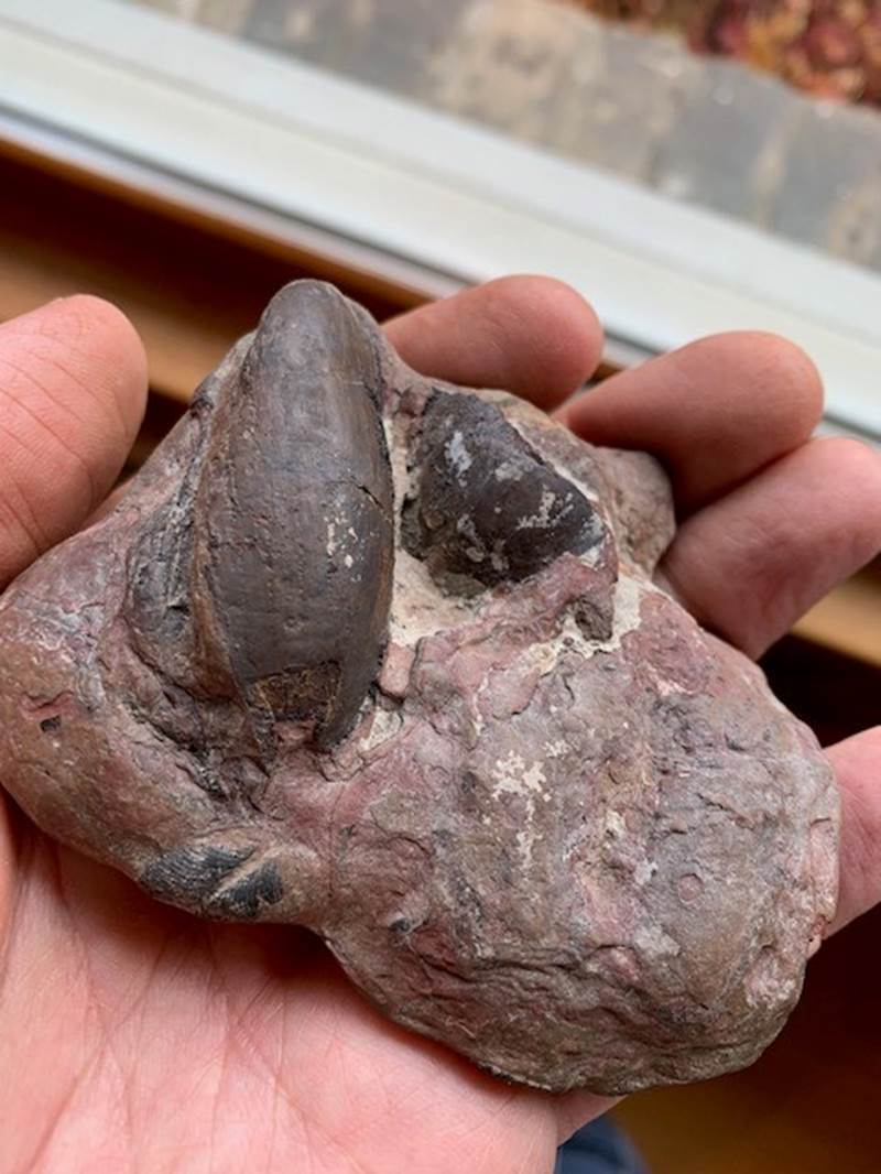 Fossil Friday #88: Trigonocarpus seeds