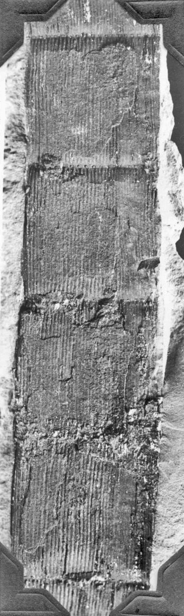 Mazon Monday #94: Calamites cistii